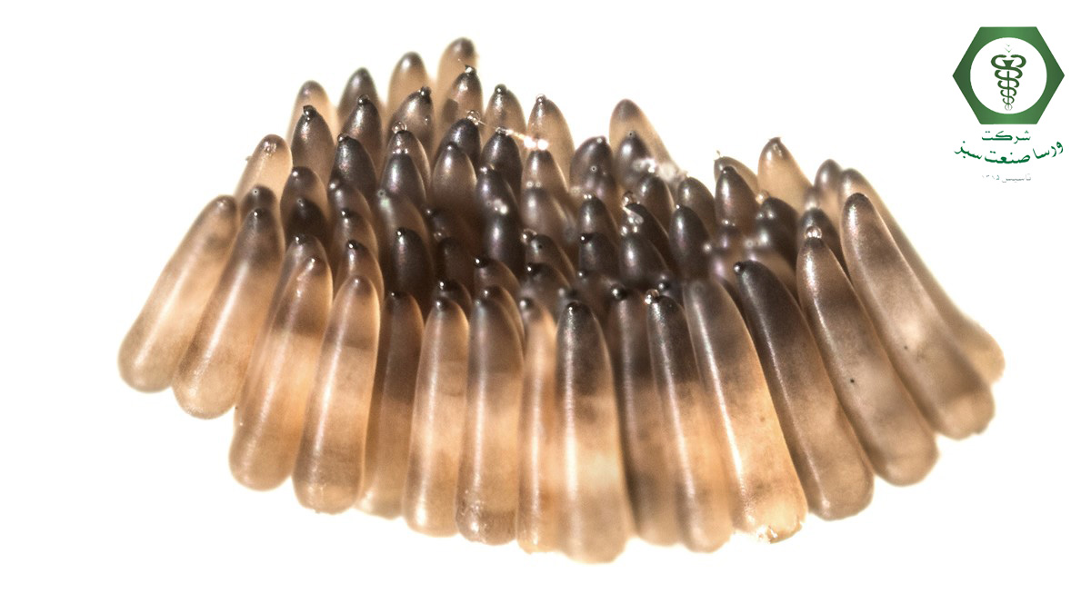 تخم پشه کوره